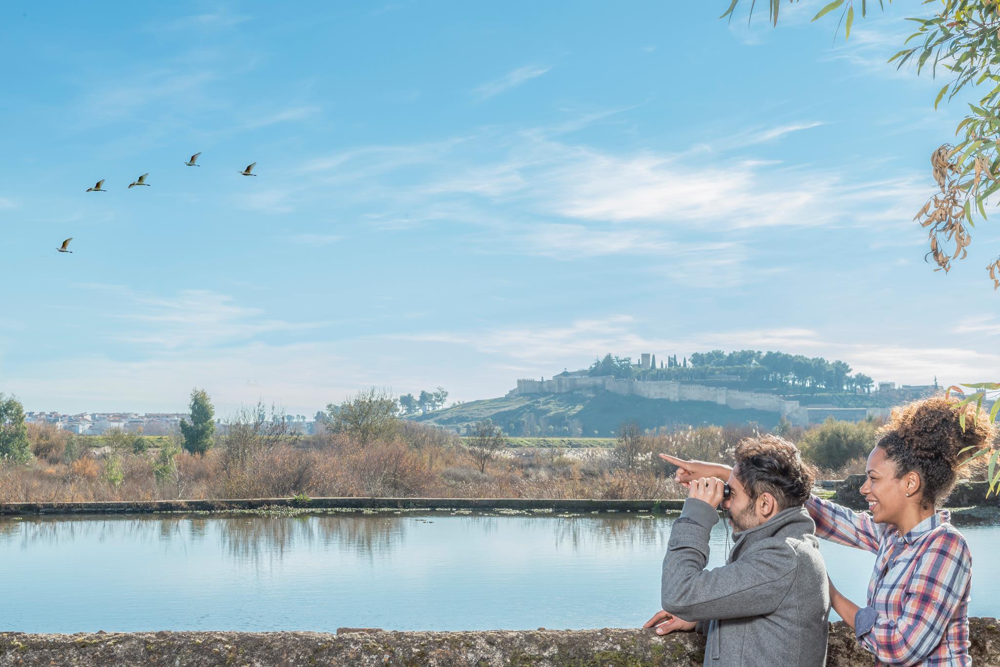 birding birding